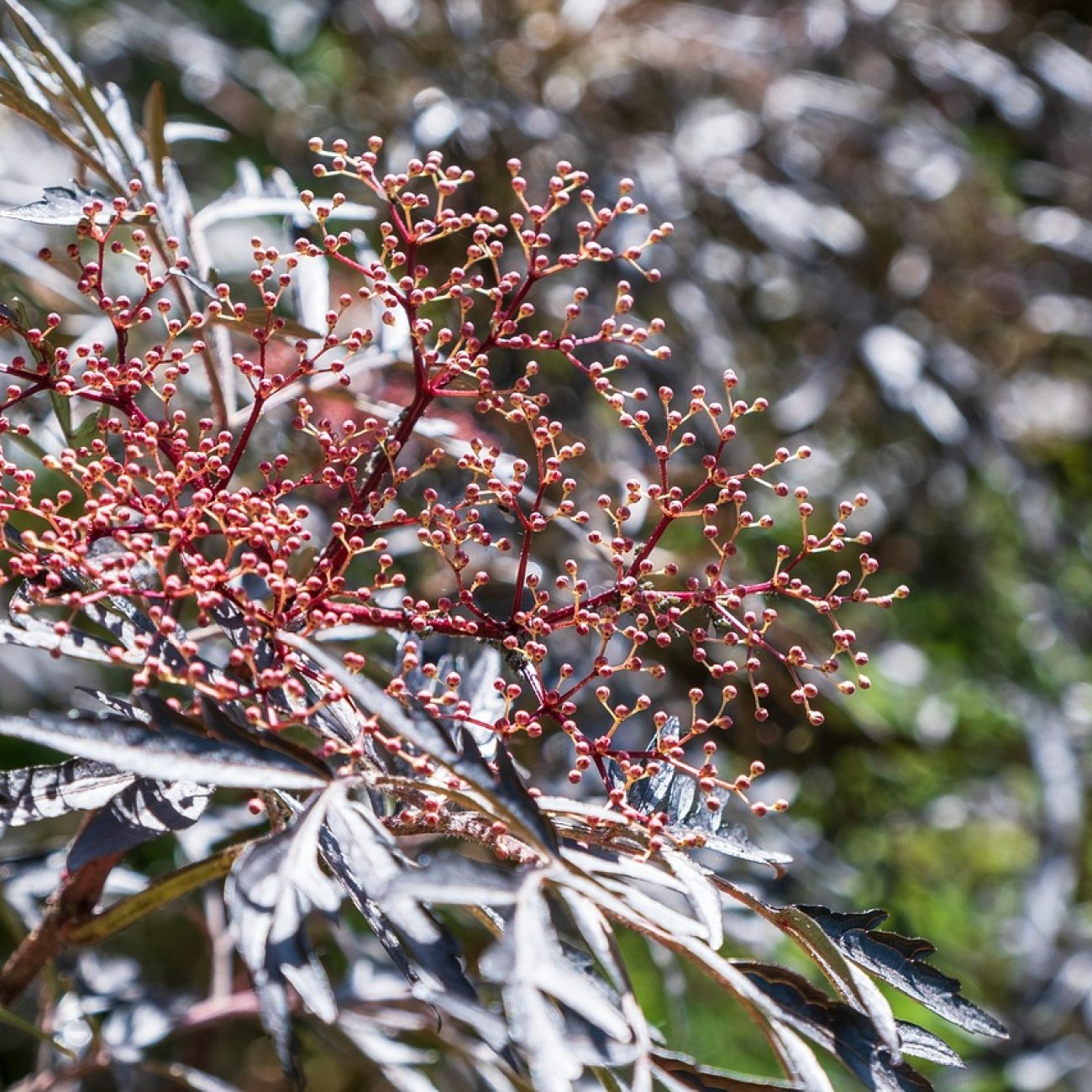 Obrázok Baza čierna (Sambucus nigra) ´BLACK BEAUTY´ - výška 10-20 cm, kont. C2L